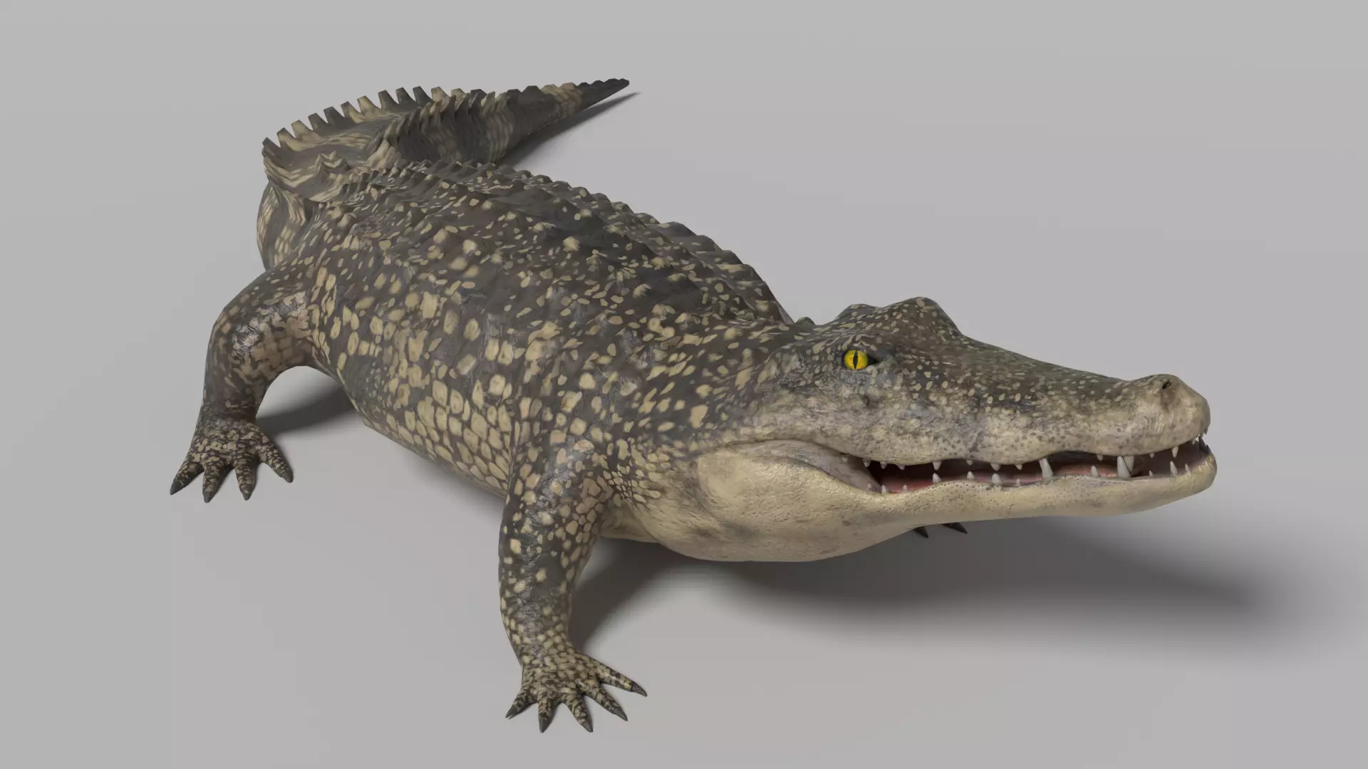 Crocodile Animated 3D model_0