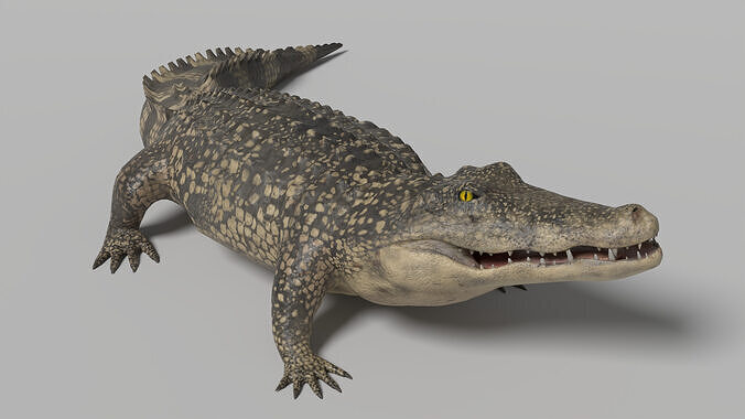 Crocodile Animated 3D model