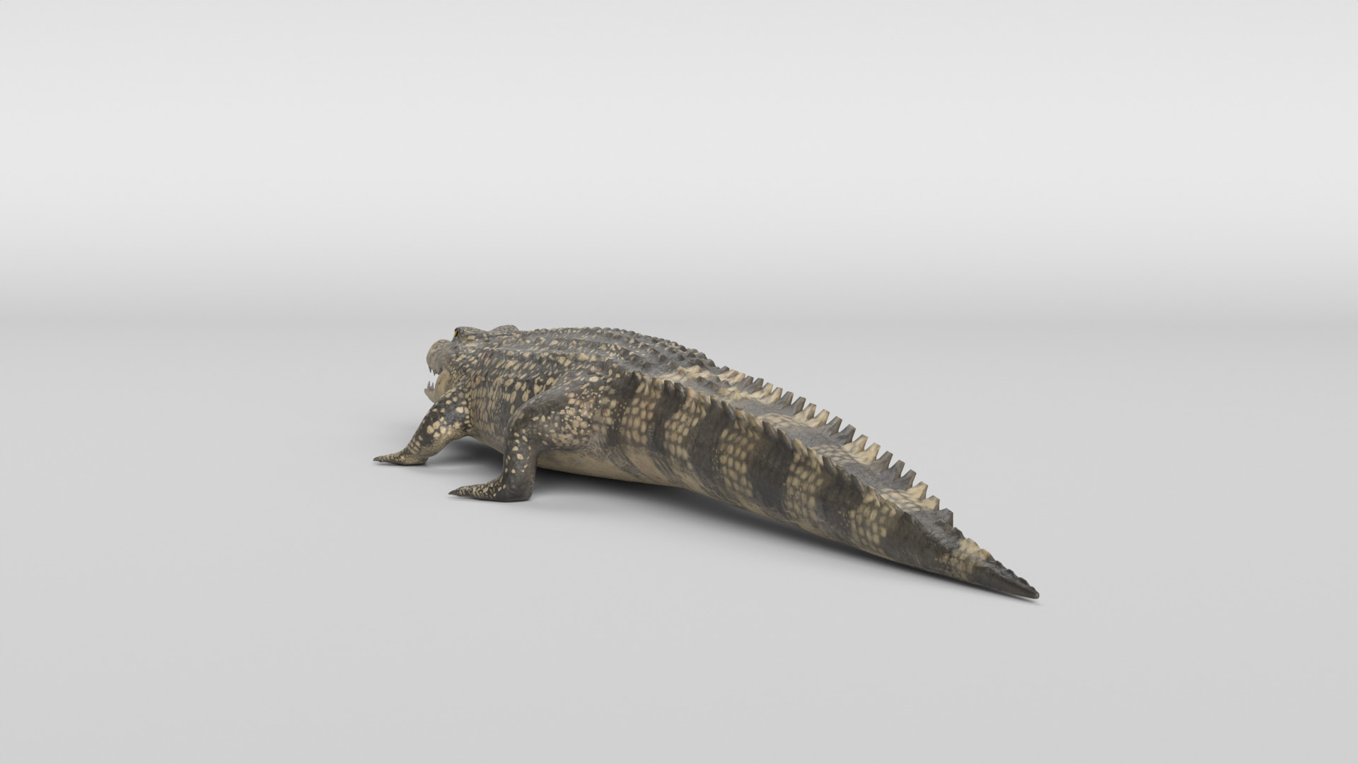 Crocodile Animated 3D model_13