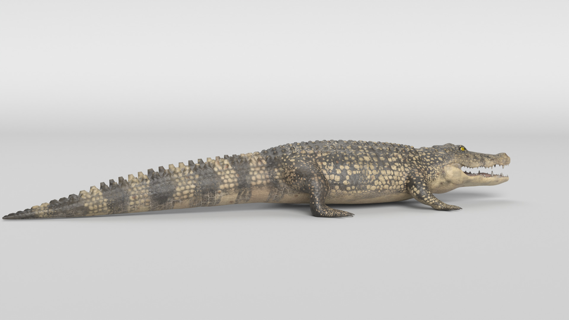 Crocodile Animated 3D model_8