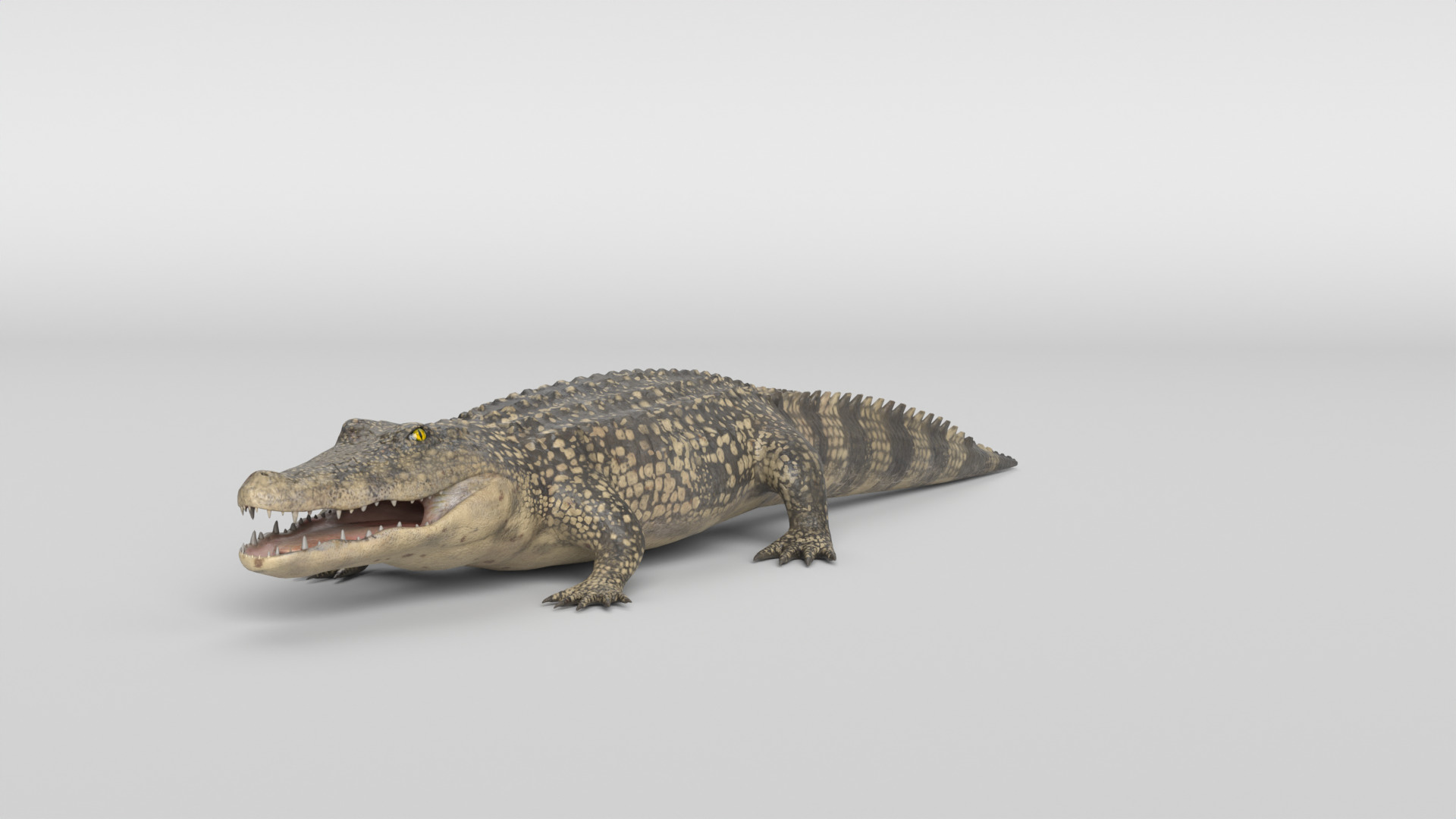 Crocodile Animated 3D model_19