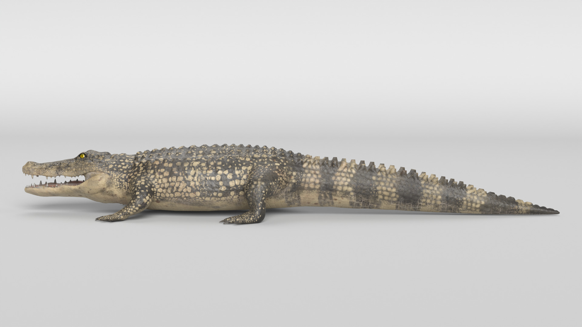 Crocodile Animated 3D model_16