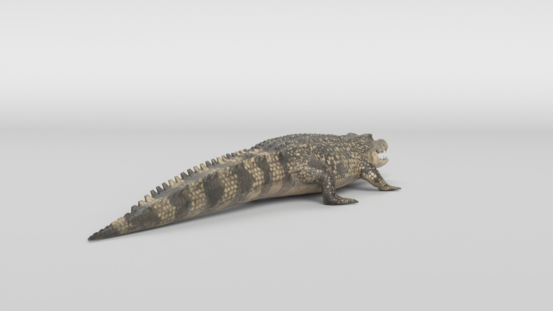 Crocodile Animated 3D model_10