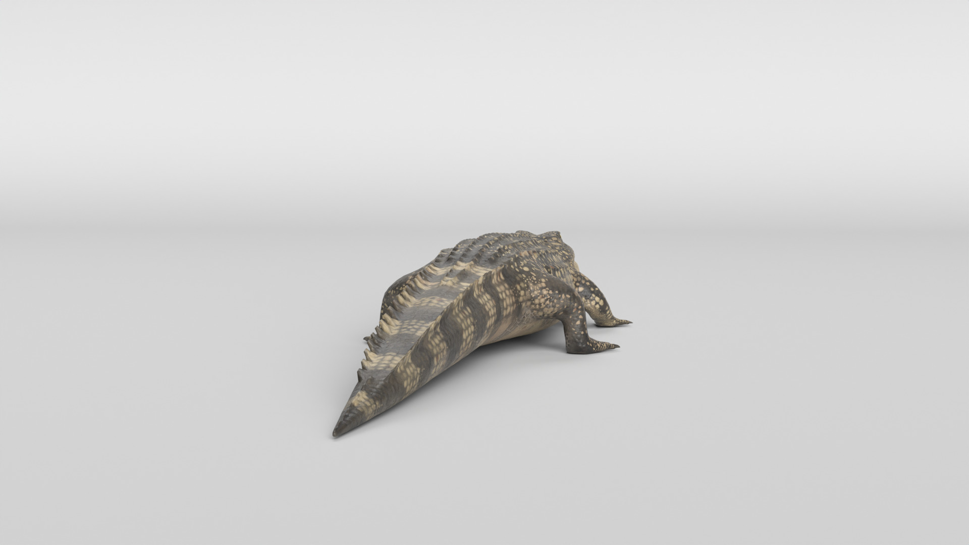 Crocodile Animated 3D model_11
