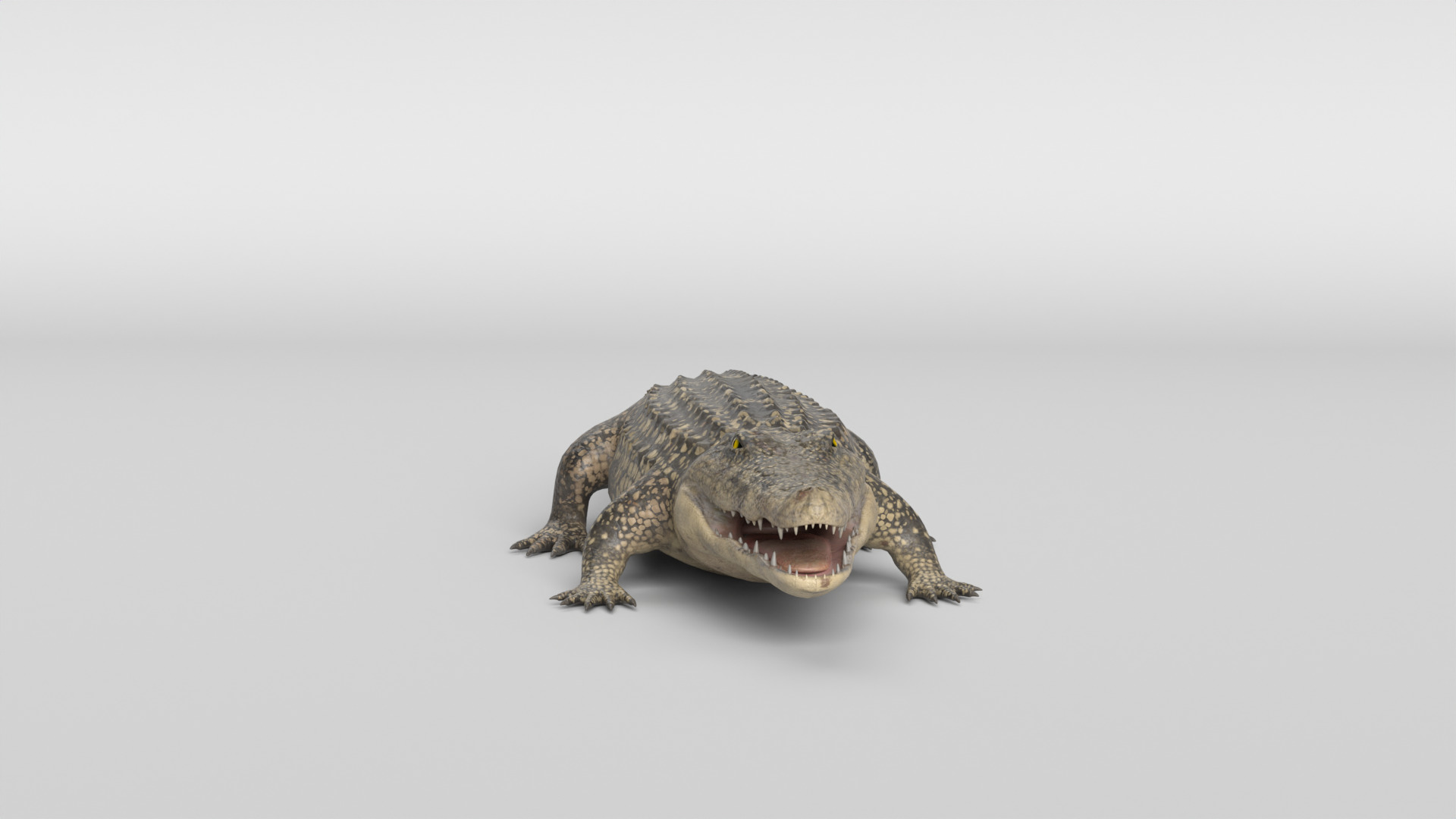 Crocodile Animated 3D model_21