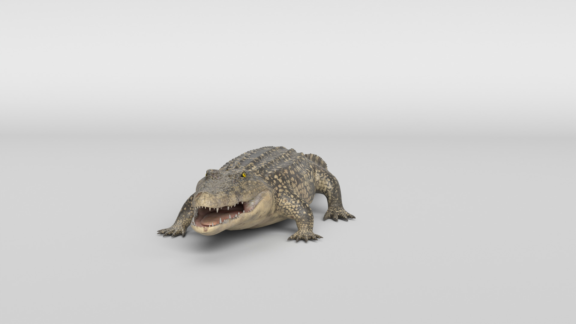 Crocodile Animated 3D model_20