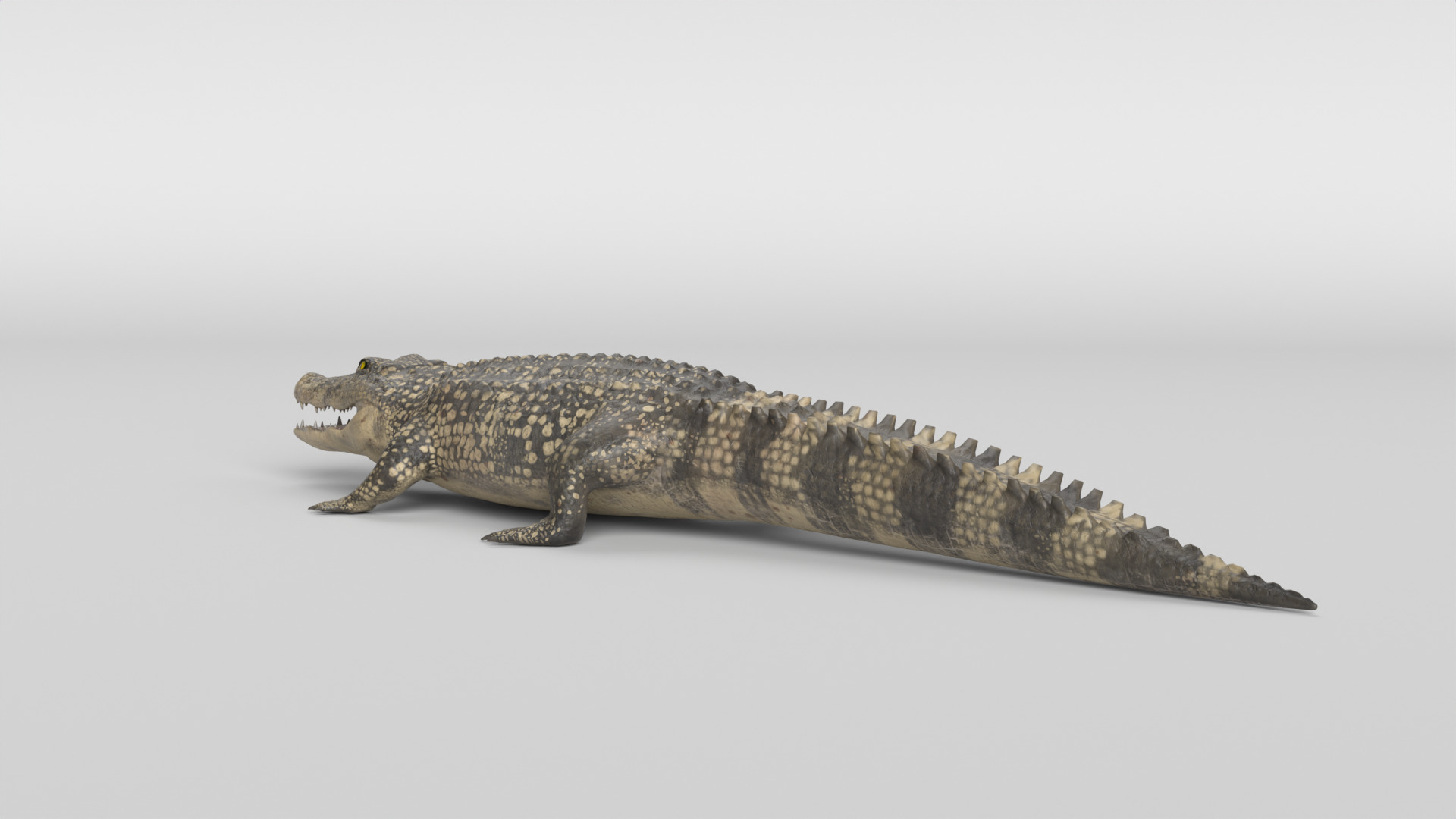 Crocodile Animated 3D model_14