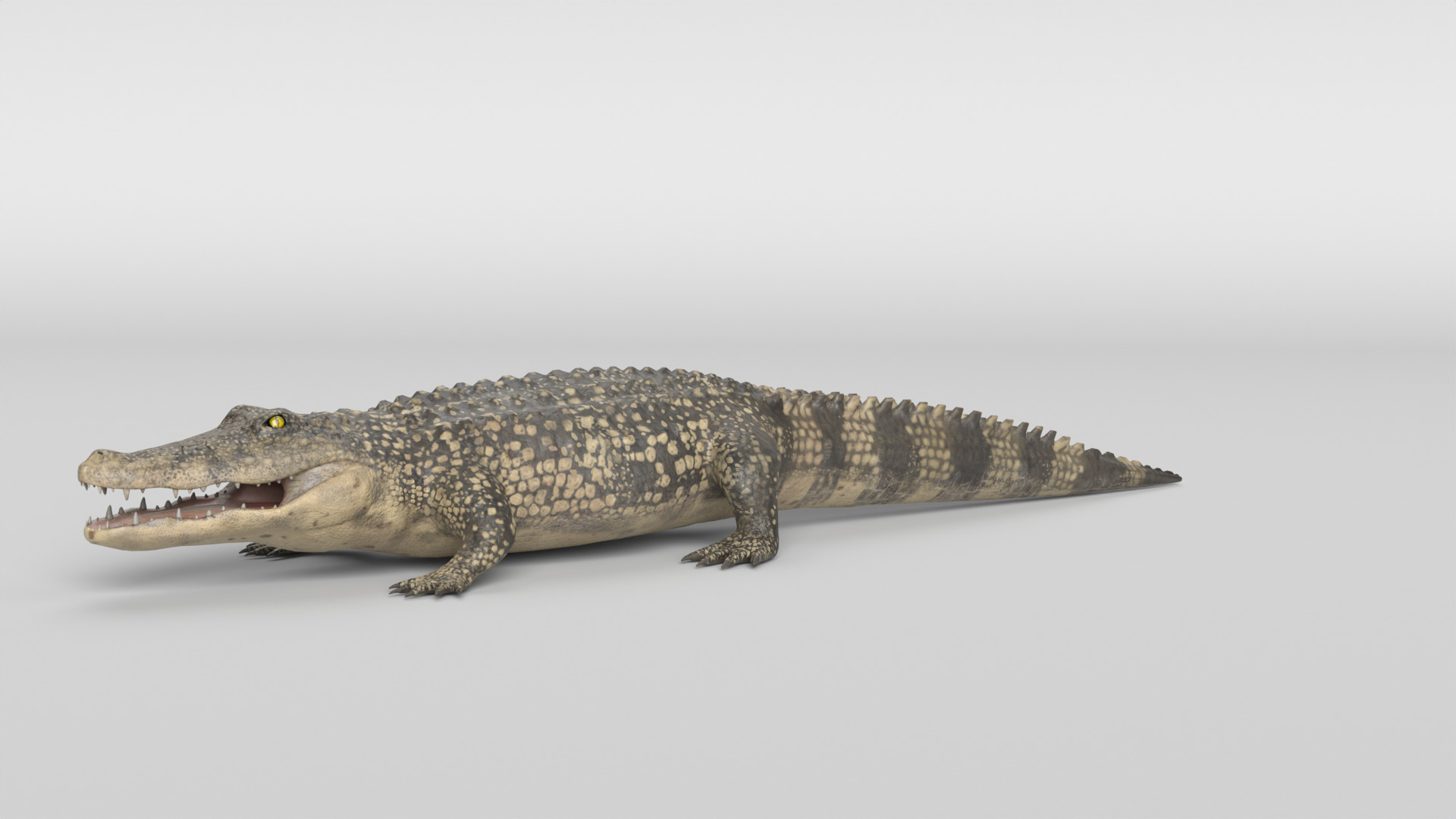 Crocodile Animated 3D model_18