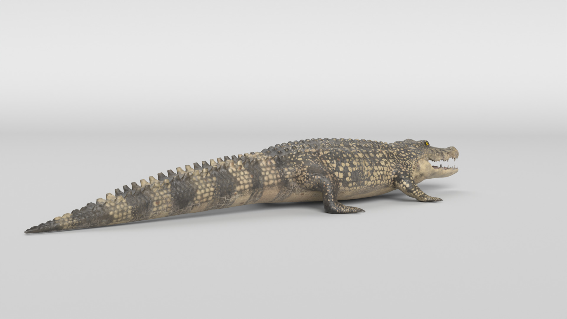 Crocodile Animated 3D model_9