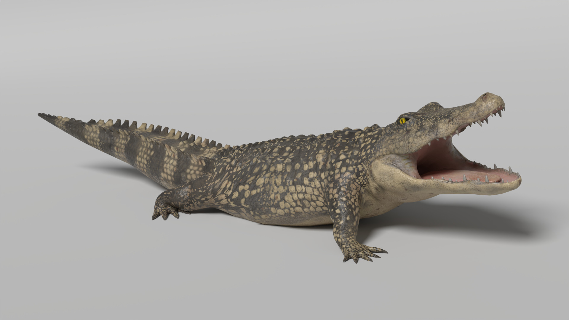 Crocodile Animated 3D model_3