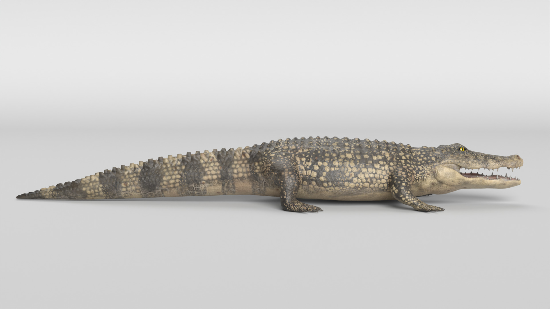 Crocodile Animated 3D model_7