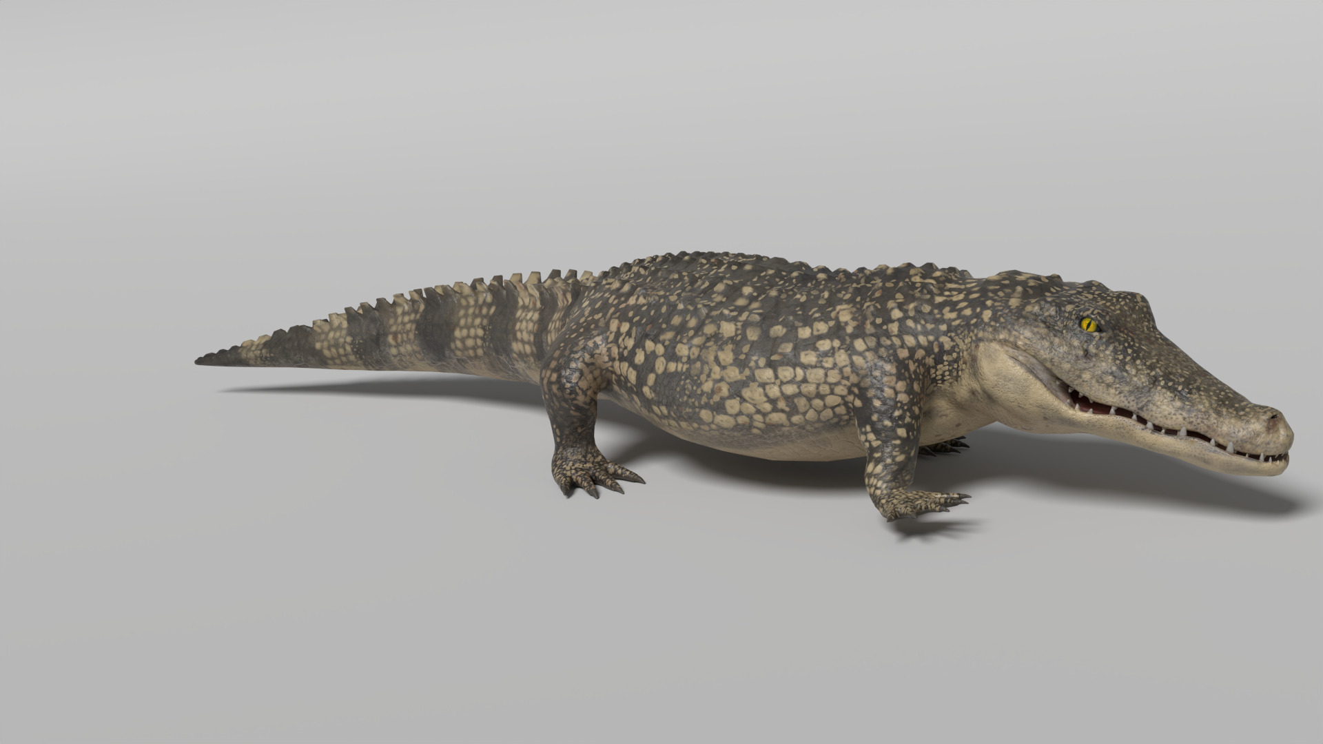 Crocodile Animated 3D model_5