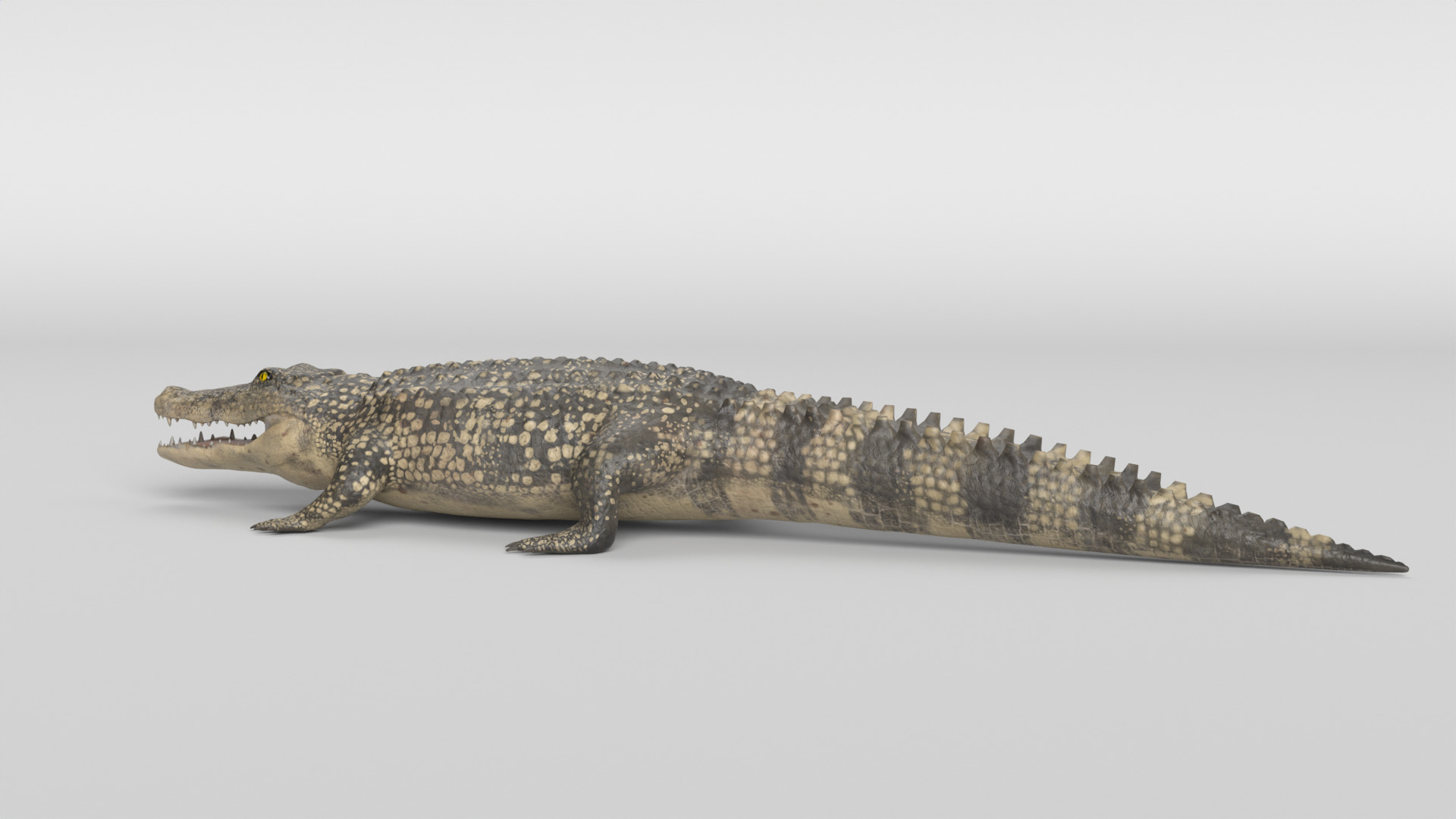 Crocodile Animated 3D model_15