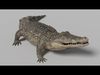 Crocodile Animated 3D model_1