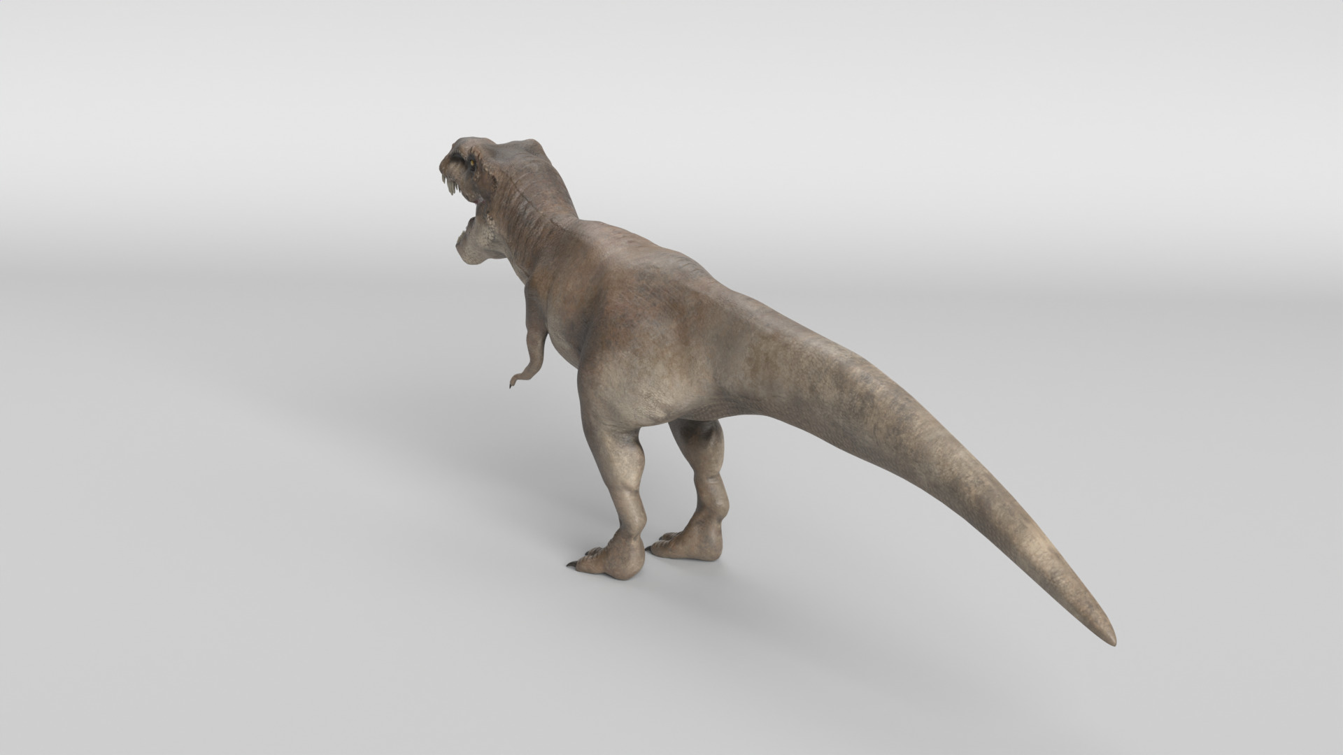 Tyrannosaurus Rex 3D model_6