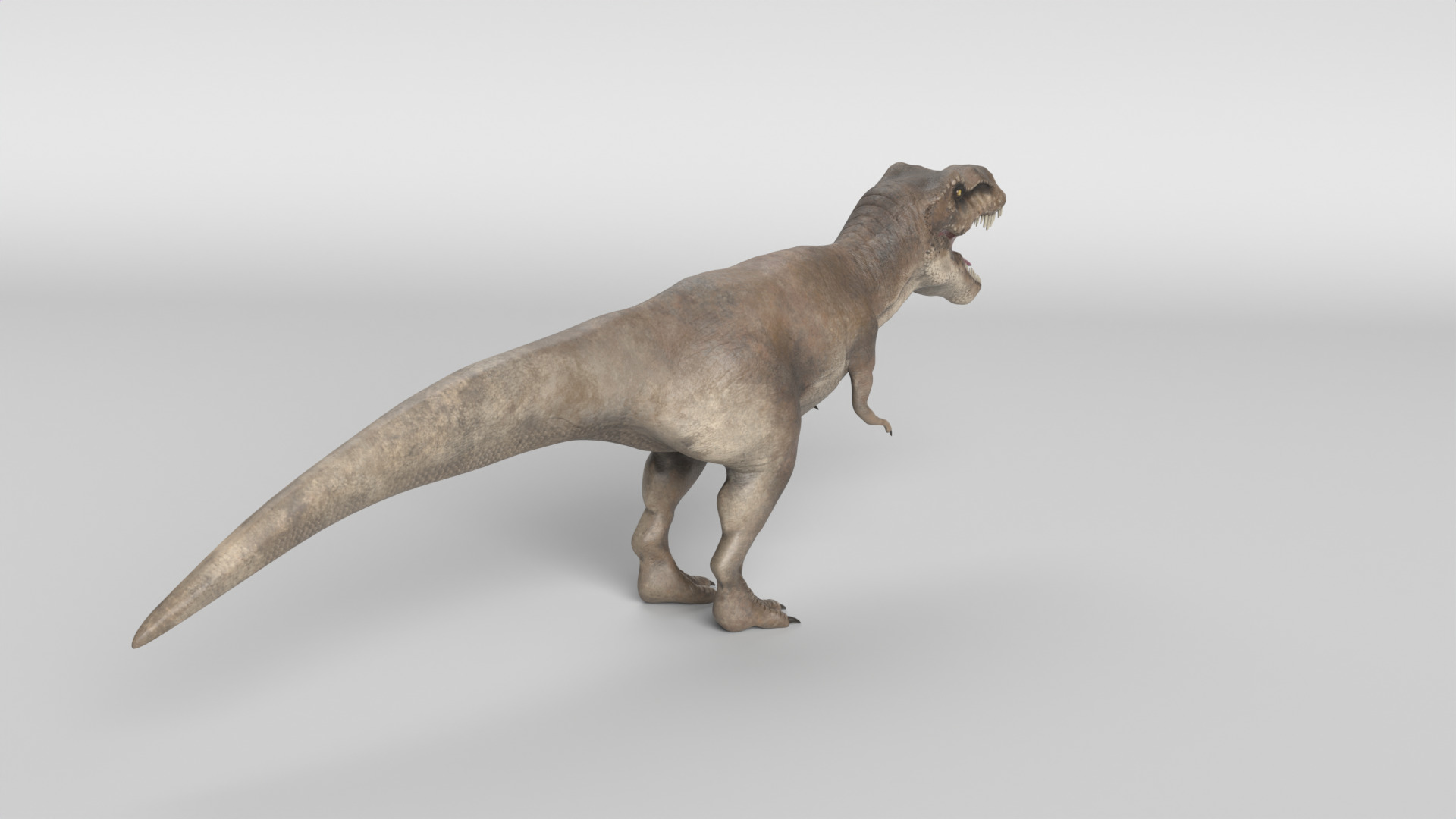 Tyrannosaurus Rex 3D model_4