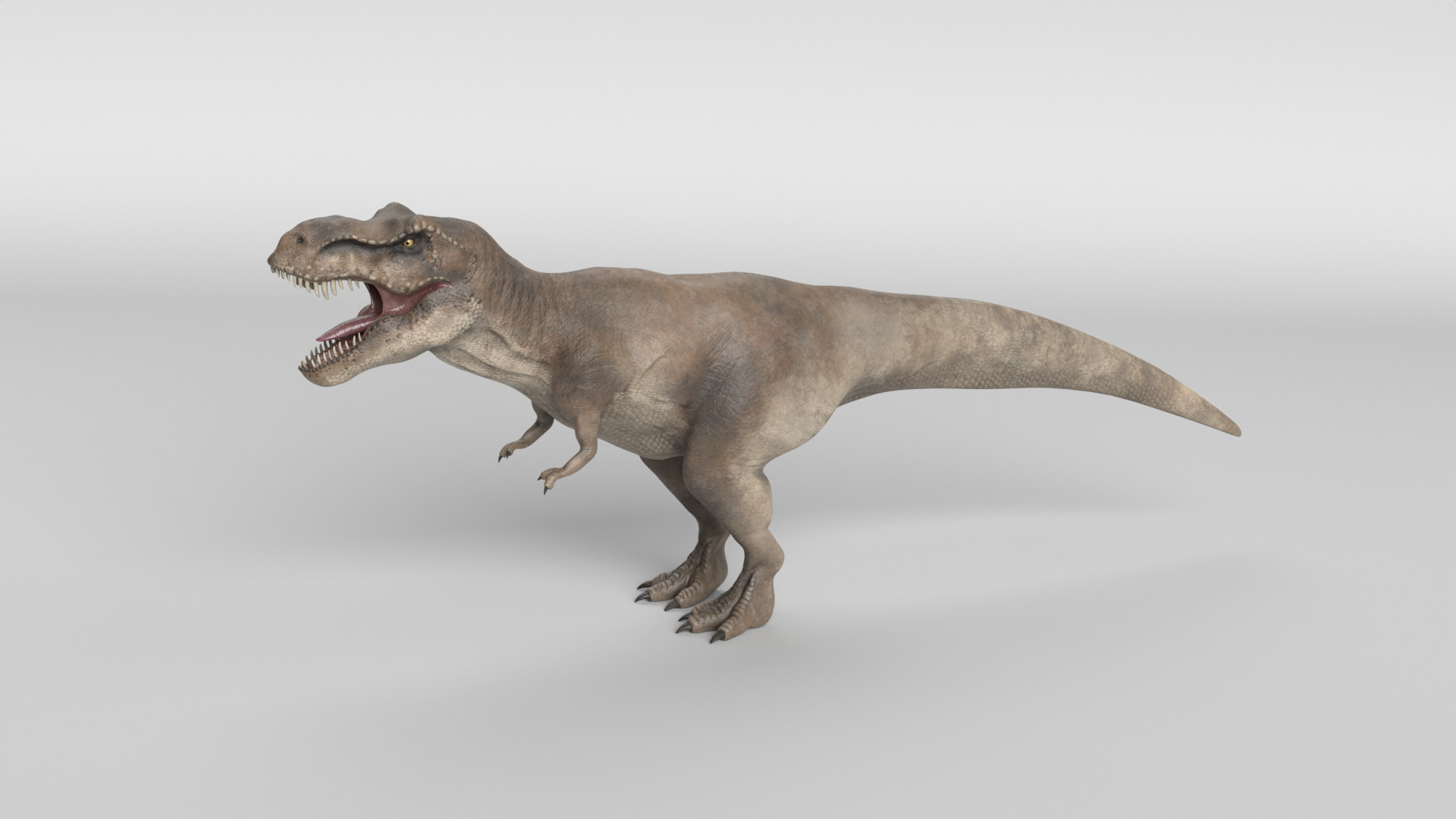 Tyrannosaurus Rex 3D model_8