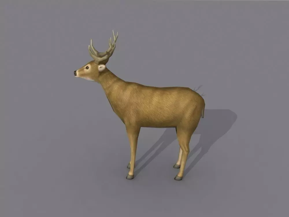 a deer Free 3D model