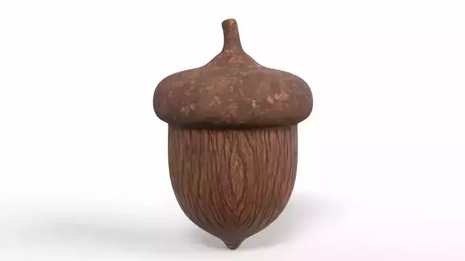 Acorn