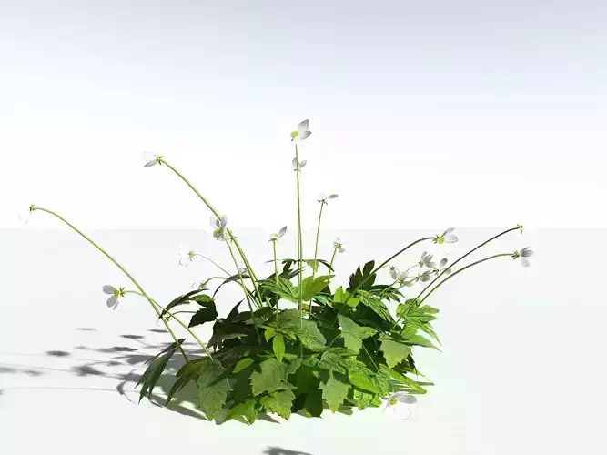 EVERYPlant Wood Anemone -18 Models- 3D model