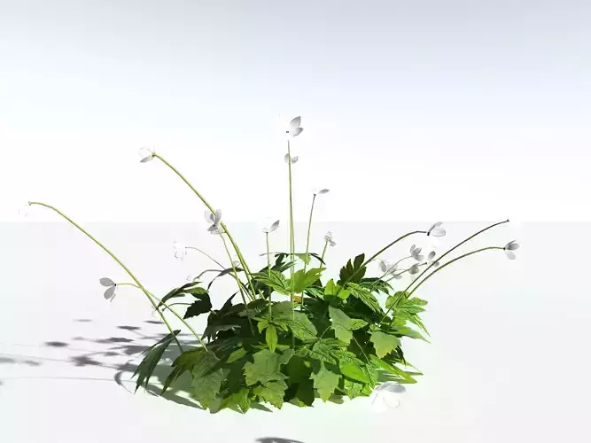 EVERYPlant Wood Anemone LowPoly -18 Models- Low-poly 3D model