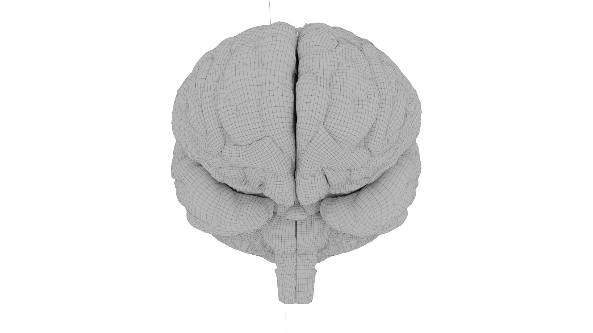 Human brain 3D model_4