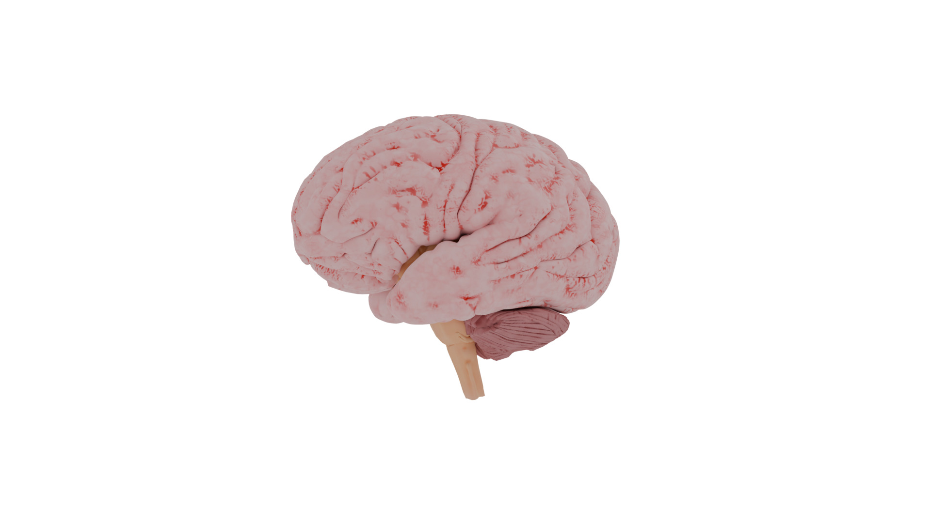 Human brain 3D model_1