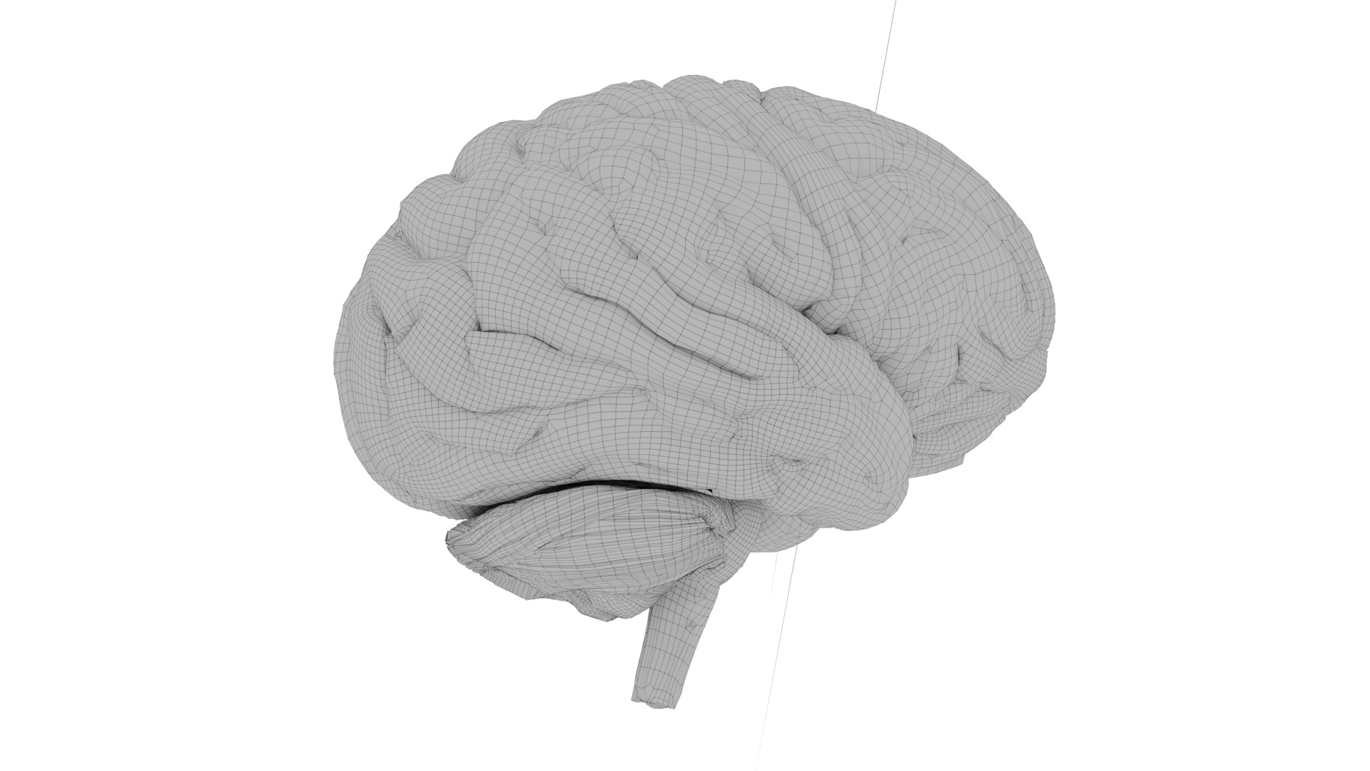 Human brain 3D model_3