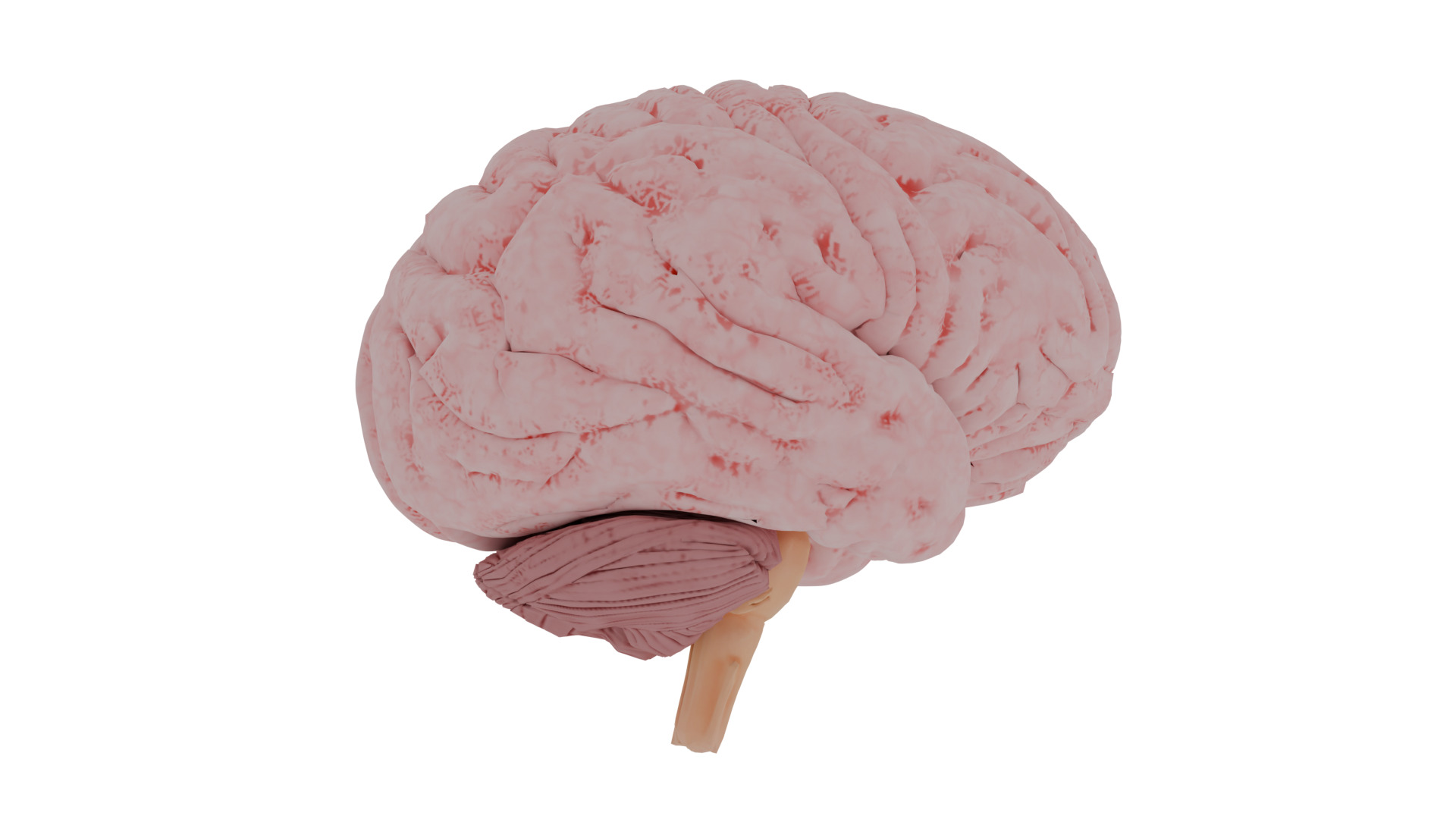 Human brain 3D model_2