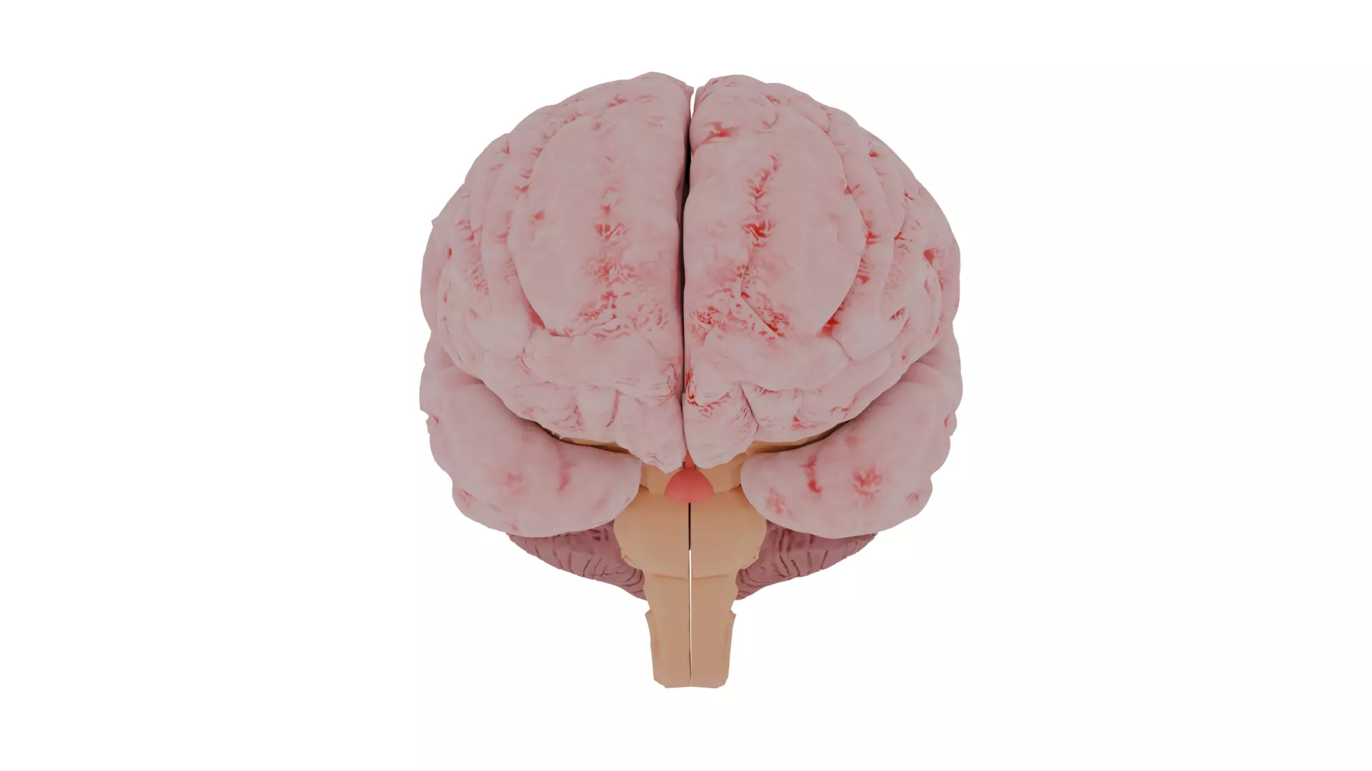 Human brain 3D model_0