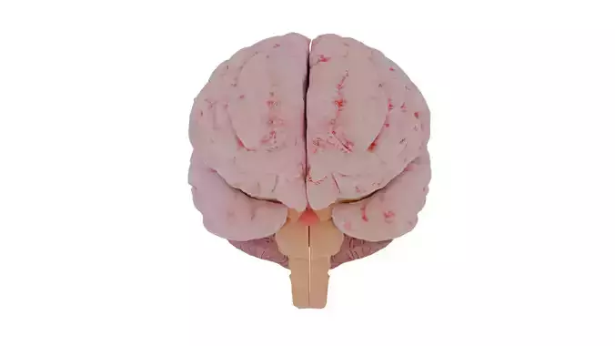 Human brain 3D model