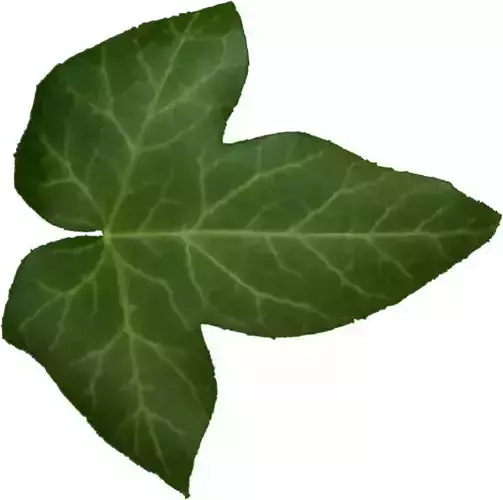 shrub ivy leaf