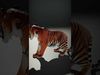 Realistic Tiger D Model Pack for Animation and Games Low-poly 3D model_2