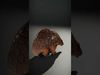 Realistic Pangolin D Model Pack for Animation and Rendering Low-poly 3D model_2