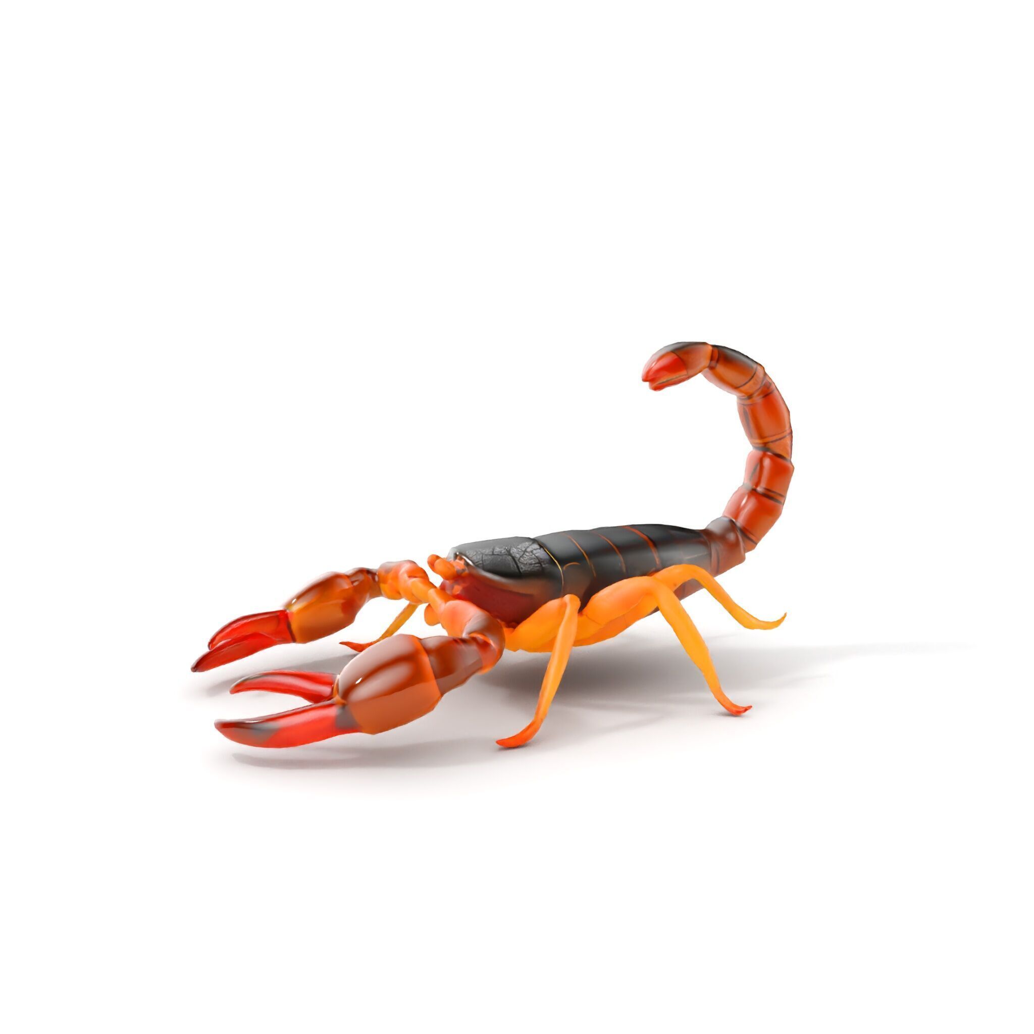 Scorpion Model Pack for Animation and Games Low-poly 3D model_6