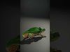 Chameleon Reptile Model Pack for Versatile D Use Low-poly 3D model_2
