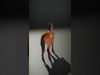Elegant Horse Model Pack for Rendering and Gaming Low-poly 3D model_2