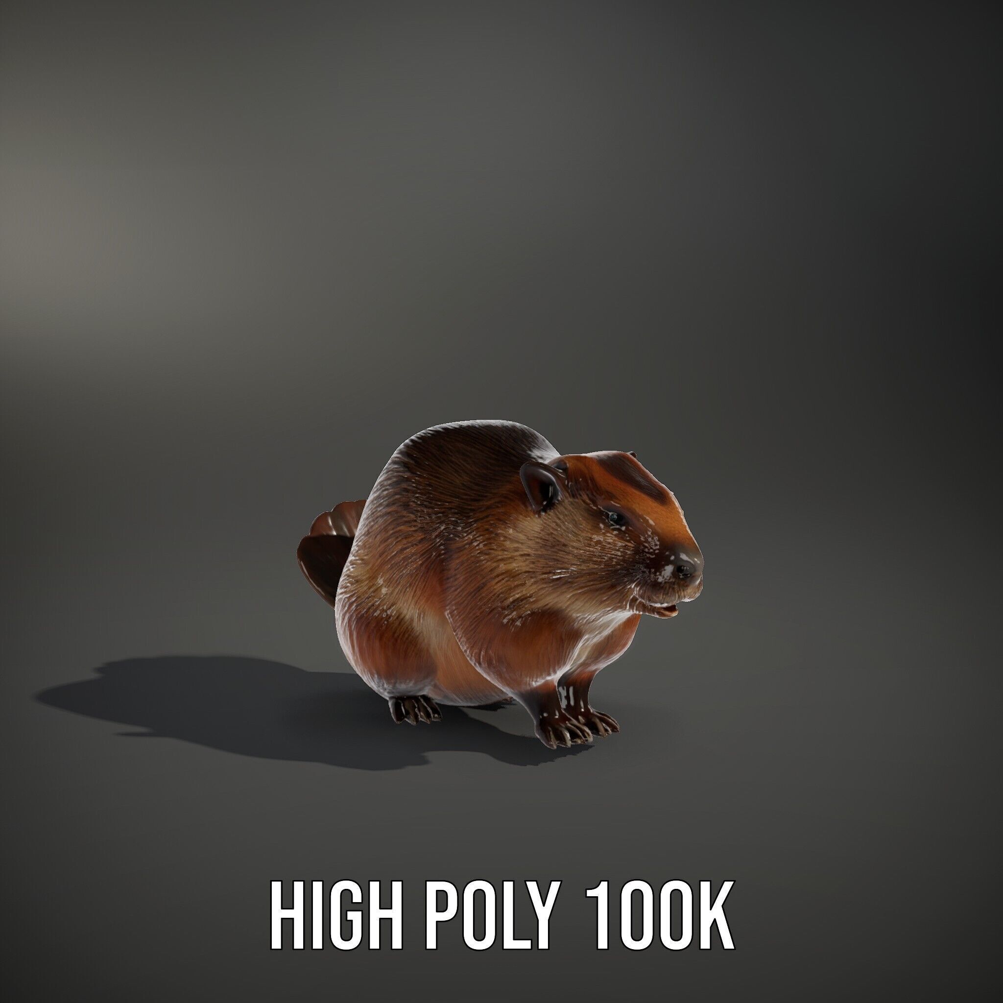 Beaver Model Pack with Detailed Fur Texture Low-poly 3D model_11
