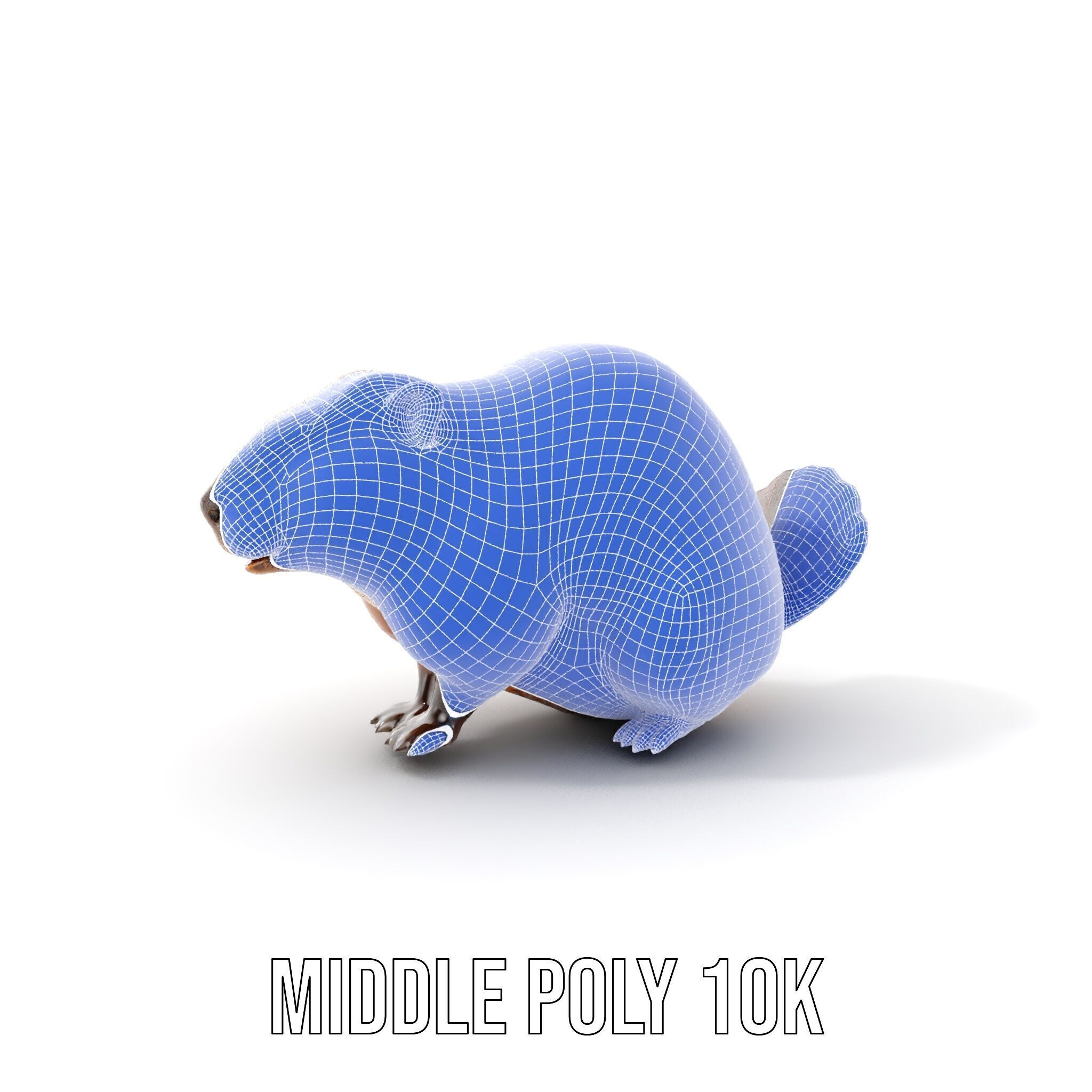 Beaver Model Pack with Detailed Fur Texture Low-poly 3D model_12
