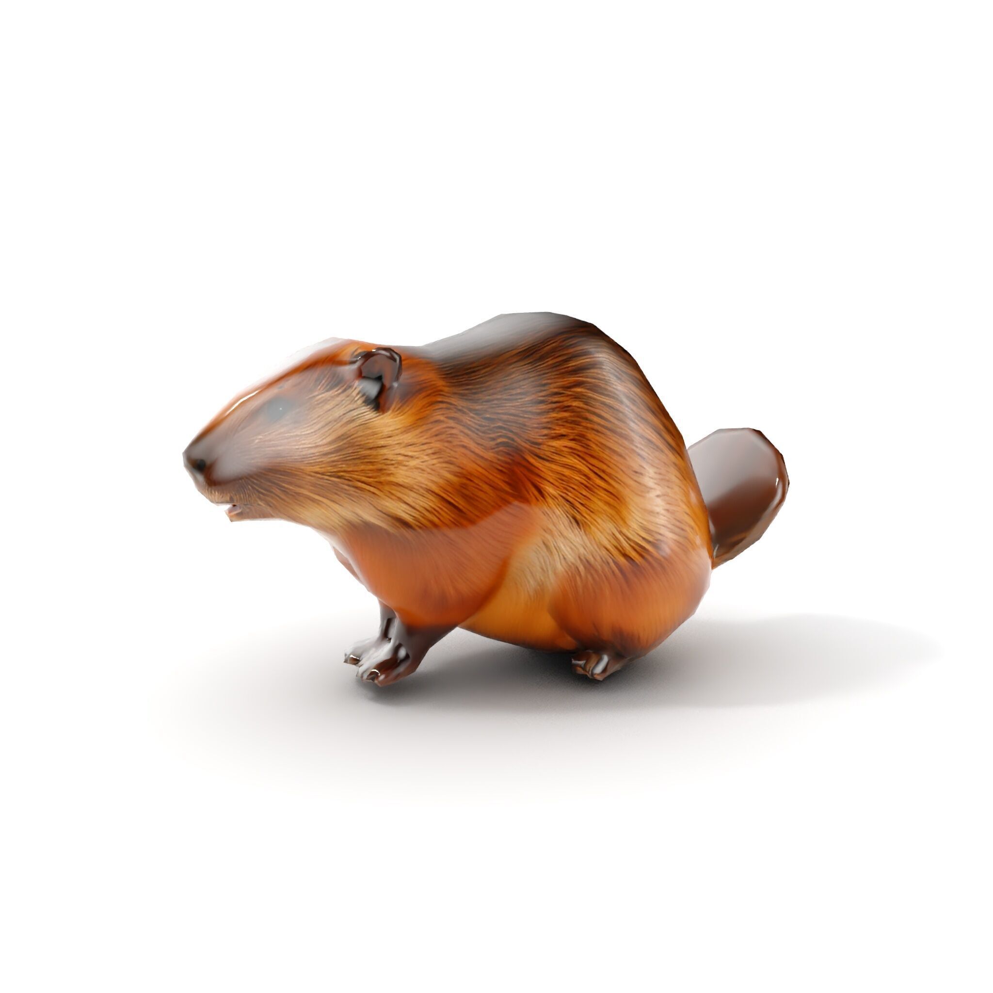 Beaver Model Pack with Detailed Fur Texture Low-poly 3D model_10