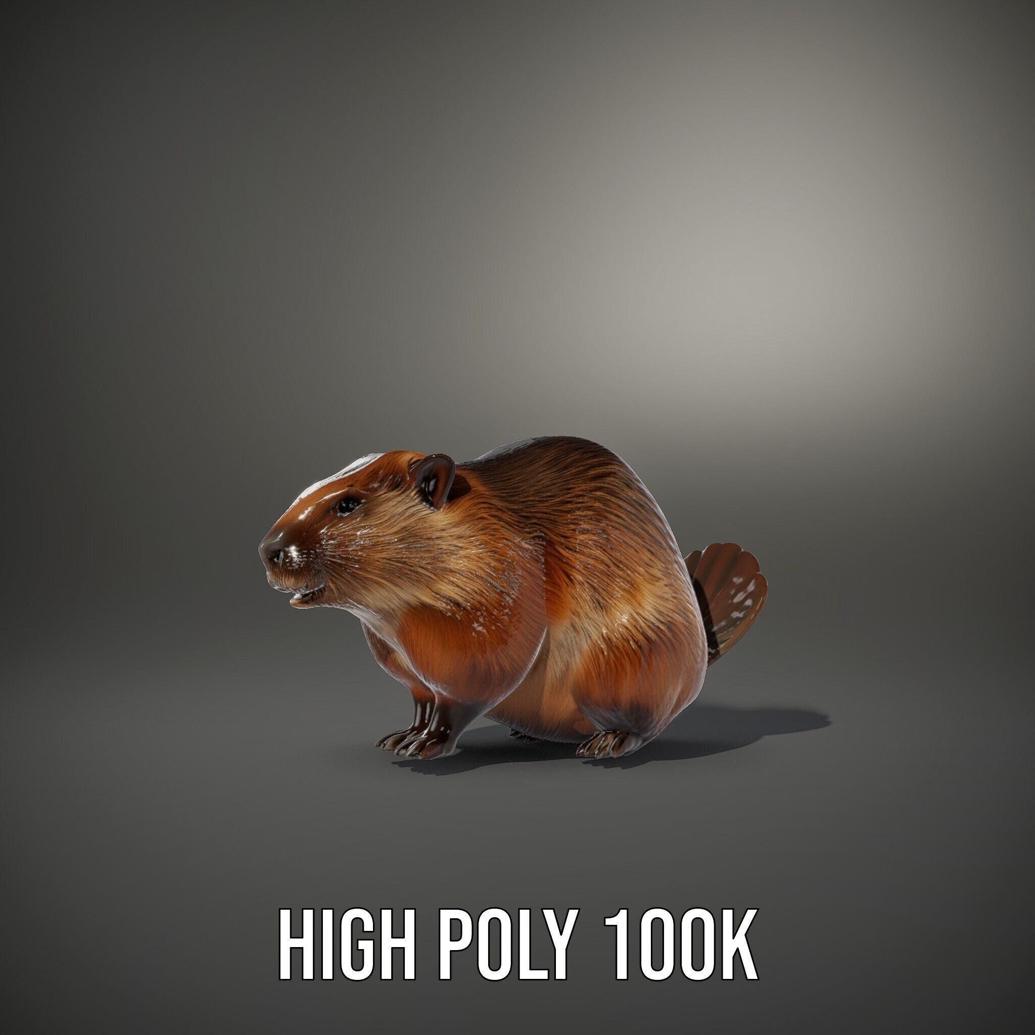 Beaver Model Pack with Detailed Fur Texture Low-poly 3D model_8