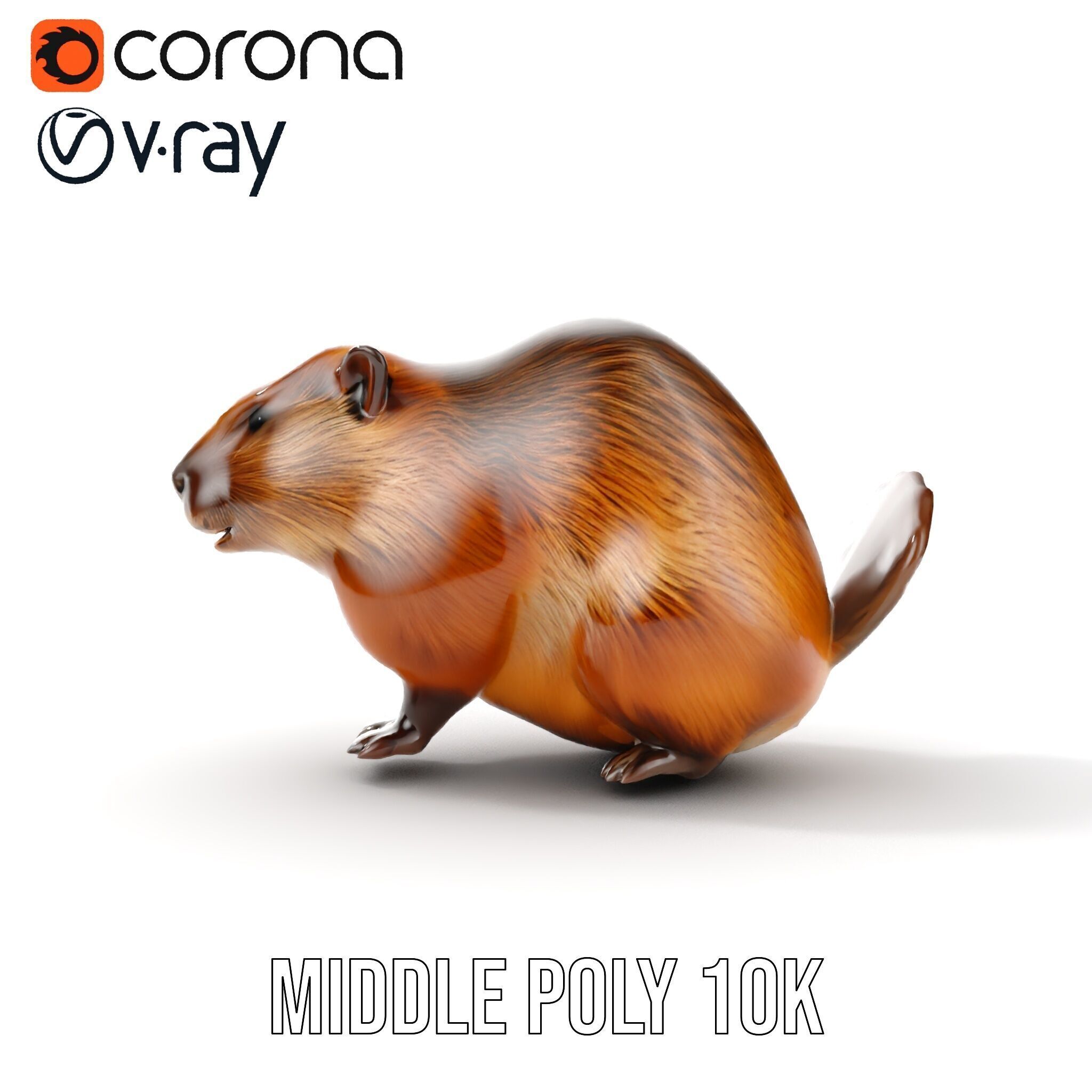 Beaver Model Pack with Detailed Fur Texture Low-poly 3D model_17