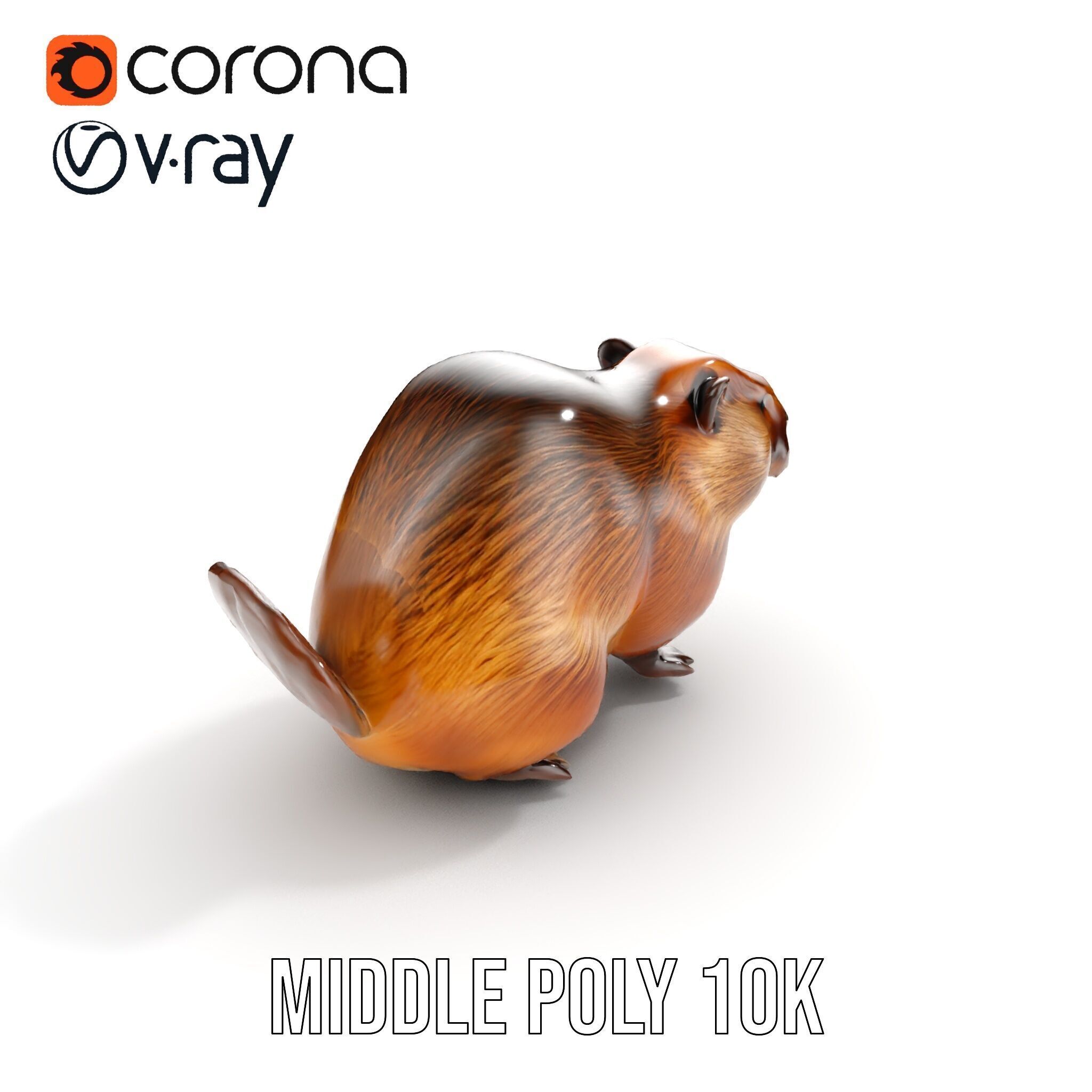 Beaver Model Pack with Detailed Fur Texture Low-poly 3D model_9