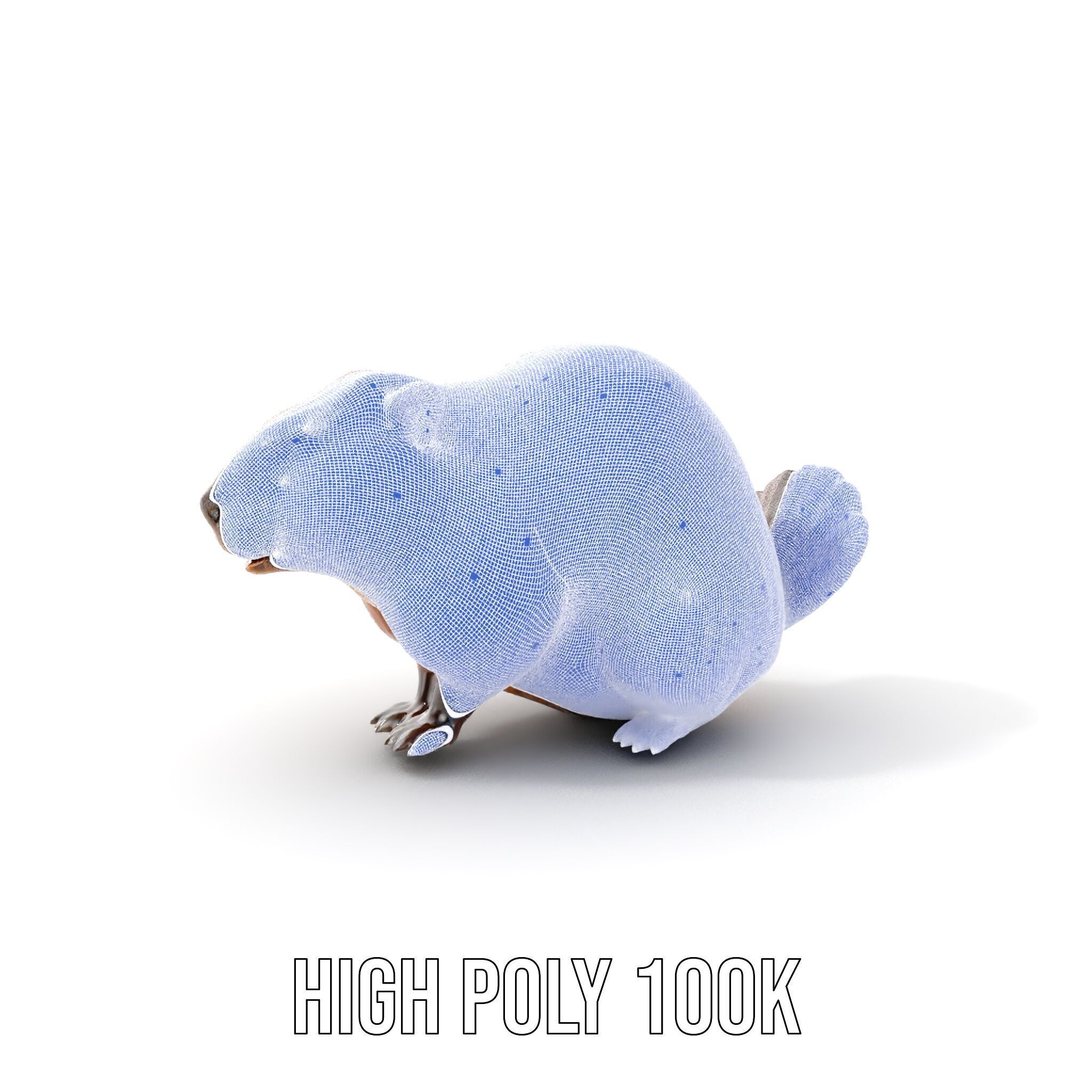 Beaver Model Pack with Detailed Fur Texture Low-poly 3D model_4
