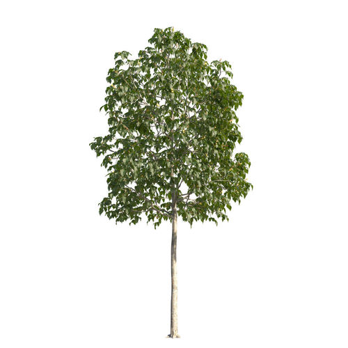 Aesculus x carnea 102SU 3D model
