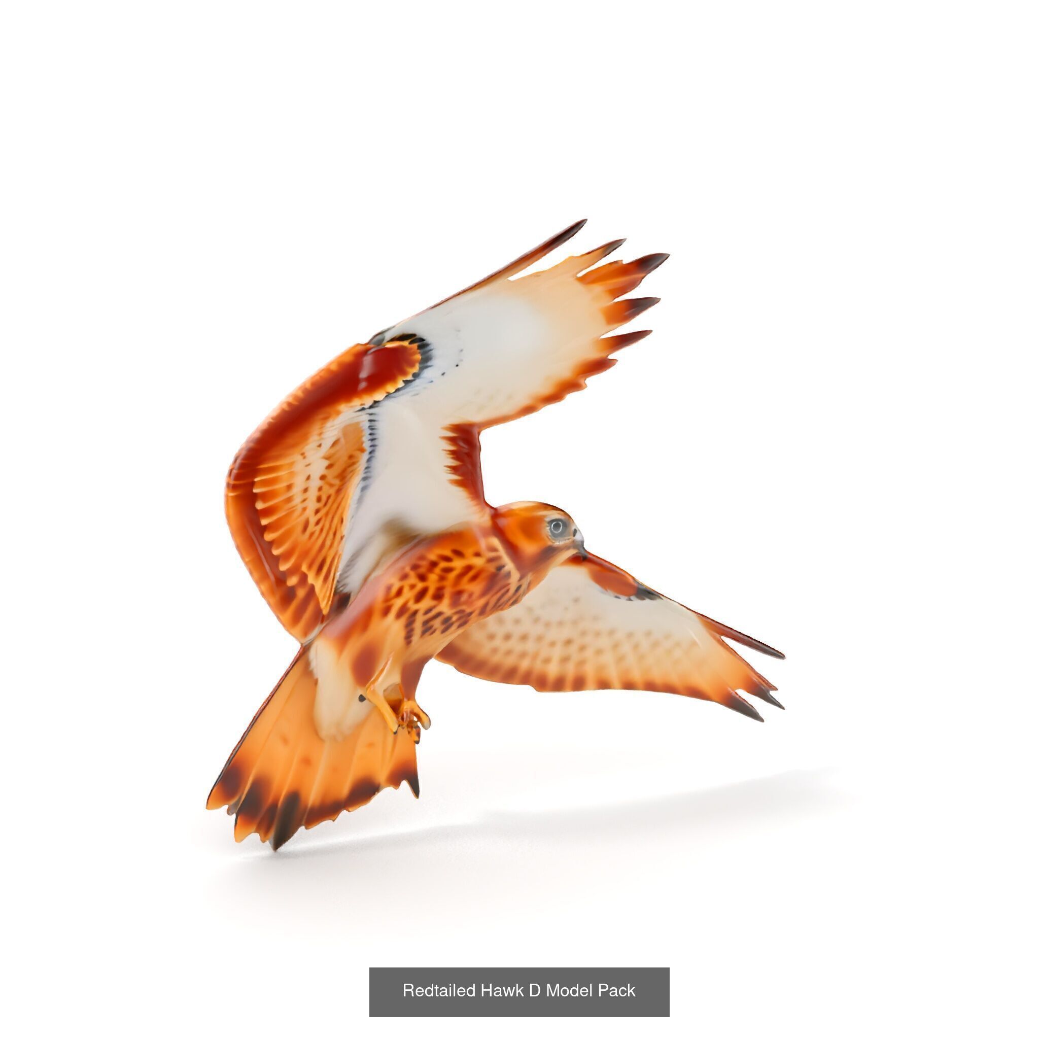 Wild Realism Animal Models Pack 3D Model Collection_32