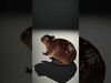 Wild Realism Animal Models Pack 3D Model Collection_6