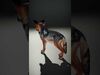 Wild Realism Animal Models Pack 3D Model Collection_11