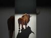 Wild Realism Animal Models Pack 3D Model Collection_20