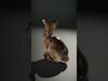 Wild Realism Animal Models Pack 3D Model Collection_22